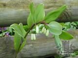POLYGONATUM multiflorum 'Variegatum' POLYGONATUM multiflorum 'Variegatum'