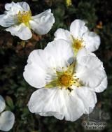 POTENTILLA fruticosa 'Abbotswood' POTENTILLA fruticosa 'Abbotswood'