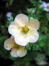 POTENTILLA fruticosa 'Daydawn' POTENTILLA fruticosa 'Daydawn'