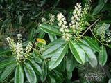 PRUNUS laurocerasus  