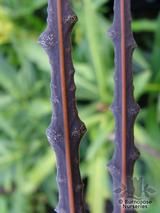 PSEUDOPANAX ferox  