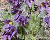 PULSATILLA PULSATILLA