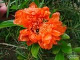 PUNICA granatum  