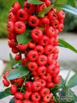 PYRACANTHA Saphyr Cadrou PYRACANTHA Saphyr Cadrou