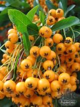PYRACANTHA Saphyr Cadaune  