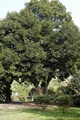 QUERCUS   