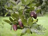 QUERCUS ilex QUERCUS ilex