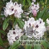 RHODODENDRON 'Sappho' RHODODENDRON 'Sappho'