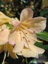 RHODODENDRON 'Alison Johnstone'  