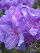 RHODODENDRON 'Blue Diamond' RHODODENDRON 'Blue Diamond'