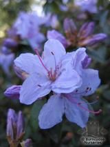 RHODODENDRON 'Blue Tit'  
