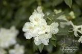RHODODENDRON 'Bo peep'  