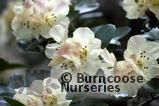 RHODODENDRON 'Golden Oviole' var Busaco 