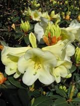 RHODODENDRON RHODODENDRON