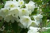 RHODODENDRON 'Polar Bear' RHODODENDRON 'Polar Bear'