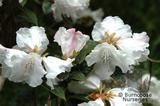 RHODODENDRON 'Princess Alice'  