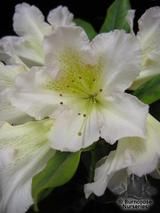 RHODODENDRON 'Silver Sixpence'  