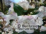 RHODODENDRON ciliatum RHODODENDRON ciliatum
