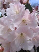 RHODODENDRON loderi 'King George' 