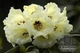 RHODODENDRON macabeanum  
