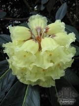 RHODODENDRON sinogrande RHODODENDRON sinogrande