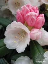 RHODODENDRON yakushimanum RHODODENDRON yakushimanum