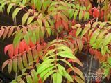 RHUS glabra  