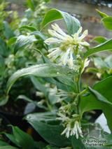 SARCOCOCCA ruscifolia SARCOCOCCA ruscifolia