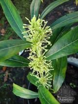 SARCOCOCCA saligna SARCOCOCCA saligna