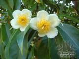 SCHIMA wallichii  