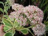 SEDUM 'Frosty Morn' SEDUM 'Frosty Morn'