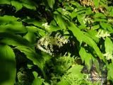 SMILACINA racemosa  