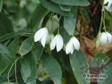 SOLLYA heterophylla White Form 