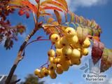 SORBUS 'Joseph Rock' SORBUS 'Joseph Rock'