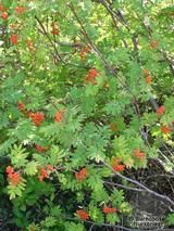 SORBUS aucuparia  