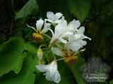 SPARRMANNIA SPARRMANNIA