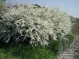 SPIRAEA thunbergii SPIRAEA thunbergii