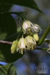 STAPHYLEA trifolia  
