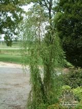 TAXODIUM distichum 'Falling Waters' TAXODIUM distichum 'Falling Waters'