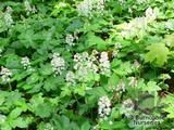 TIARELLA cordifolia TIARELLA cordifolia