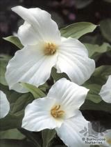TRILLIUM   