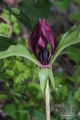 TRILLIUM recurvatum  