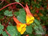 TROPAEOLUM tuberosum 'Ken Aslet' TROPAEOLUM tuberosum 'Ken Aslet'