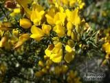 ULEX europaeus ULEX europaeus