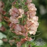 VERBASCUM 'Caribbean Crush' VERBASCUM 'Caribbean Crush'