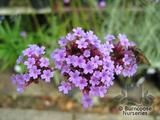 VERBENA bonariensis VERBENA bonariensis