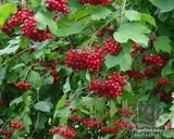 VIBURNUM opulus VIBURNUM opulus