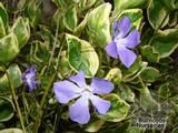 VINCA VINCA
