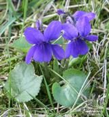 VIOLA odorata  