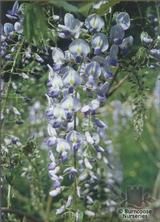 WISTERIA floribunda 'Lavender Lace' 